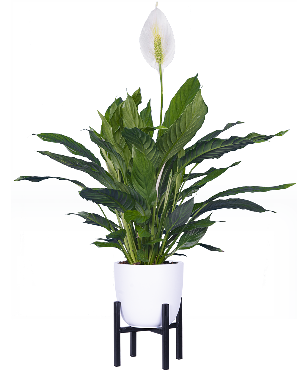 is spathiphyllum a good indoor plant Peace Lily | Spathiphyllum | 6" Pot | Easy Care Houseplant