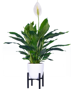 Spathiphyllum | Peace Lily (M)