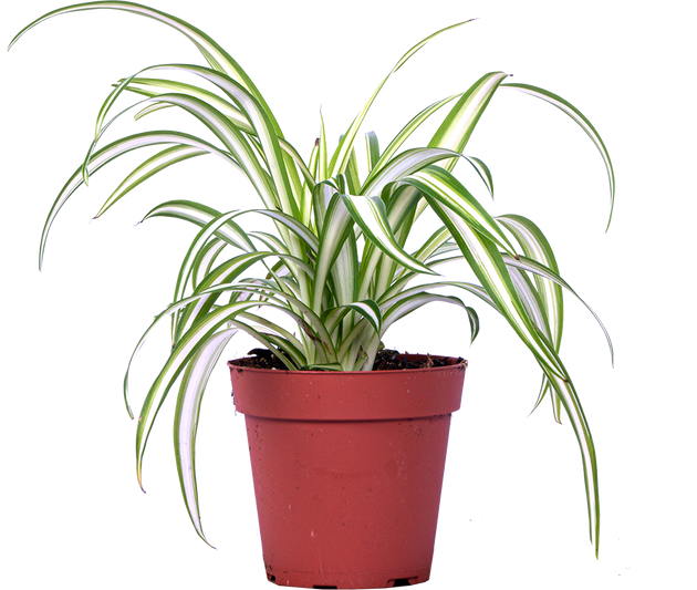 spider hb plant Spider Plant | Chlorophytum | 4" Pot | Easy Care Houseplant