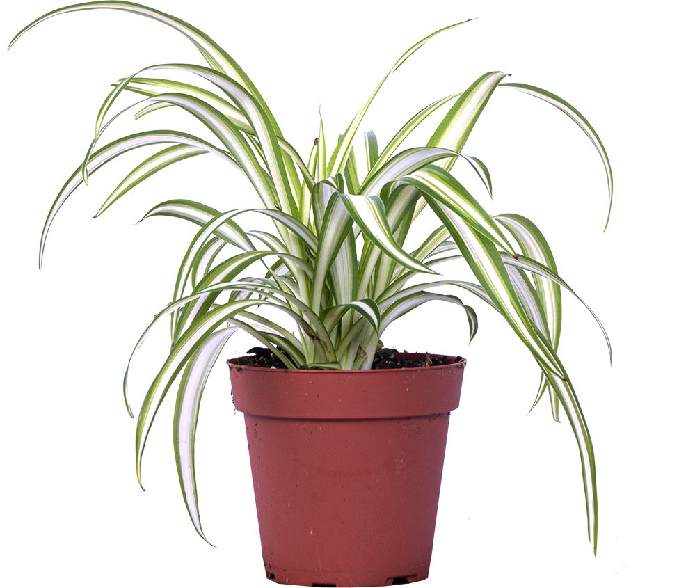 Spider Plant | Chlorophytum (S)