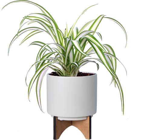 succulents in terracotta pots Buy Succulent Pot Online: 2.5" Terracotta Clay Pot w Drainage Hole by Succulents Box