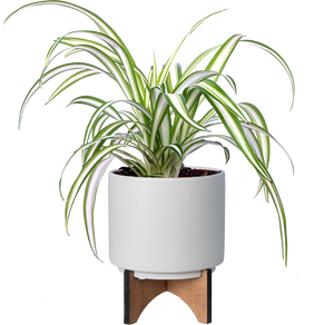 best pots for spider plants Spider Plant | Chlorophytum | 4" Pot | Easy Care Houseplant