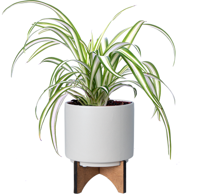Spider Plant | Chlorophytum (S)