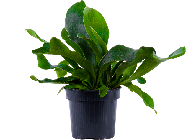 Platycerium | Staghorn Fern (S)