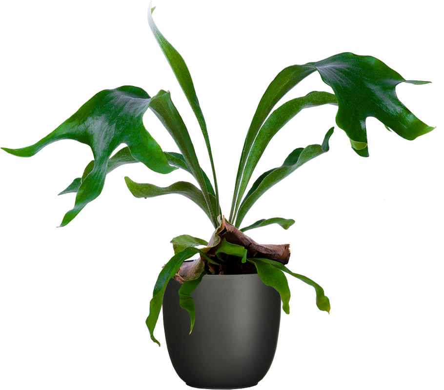 Platycerium | Staghorn Fern (M-6in)