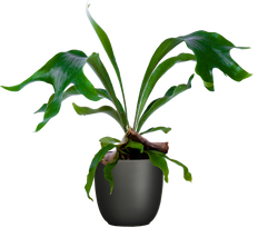 strelitzia nicolai plantsome Strelitzia Nicolai | Bird of Paradise | 6