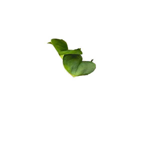 silver moonlight pothos Scindapsus Treubii Moonlight | Sterling Silver Pothos | 6" Pot | Easy Care Houseplant