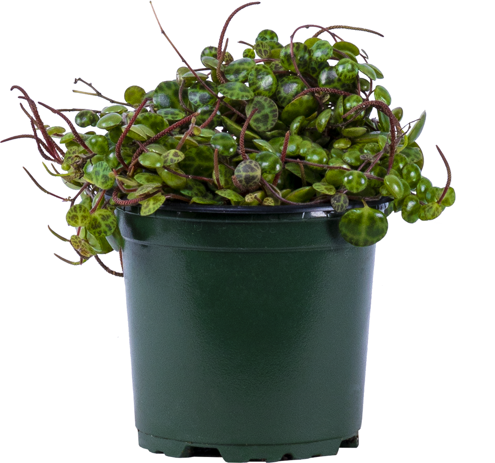 Peperomia Prostrata | String of Turtles (S)