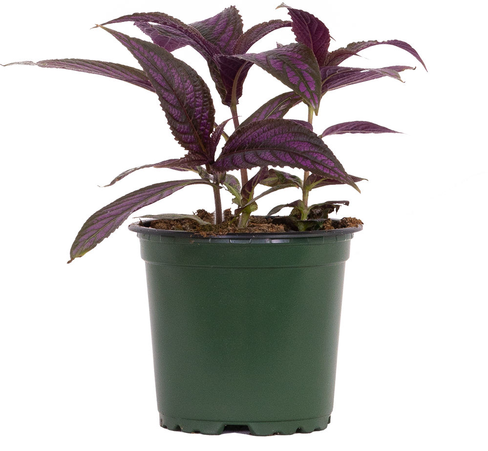 Strobilanthes Dyeriana | Persian Shield | 4