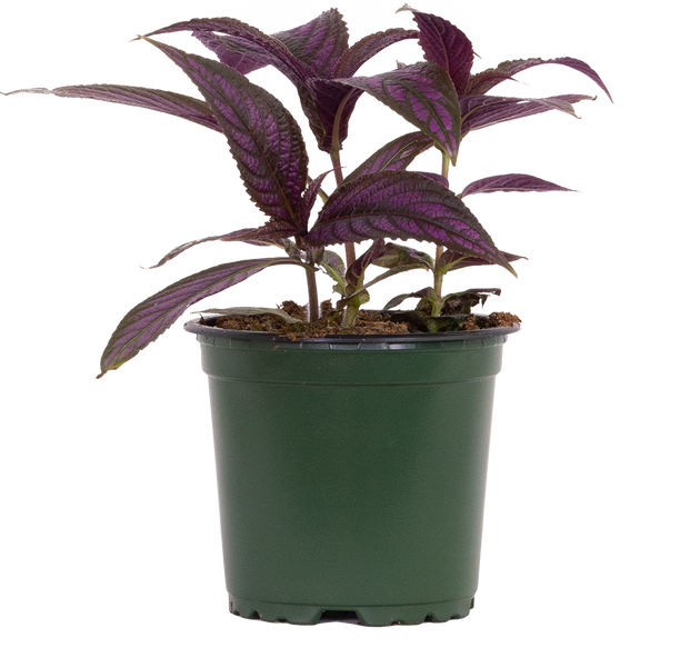 Strobilanthes Dyeriana | Persian Shield | 4