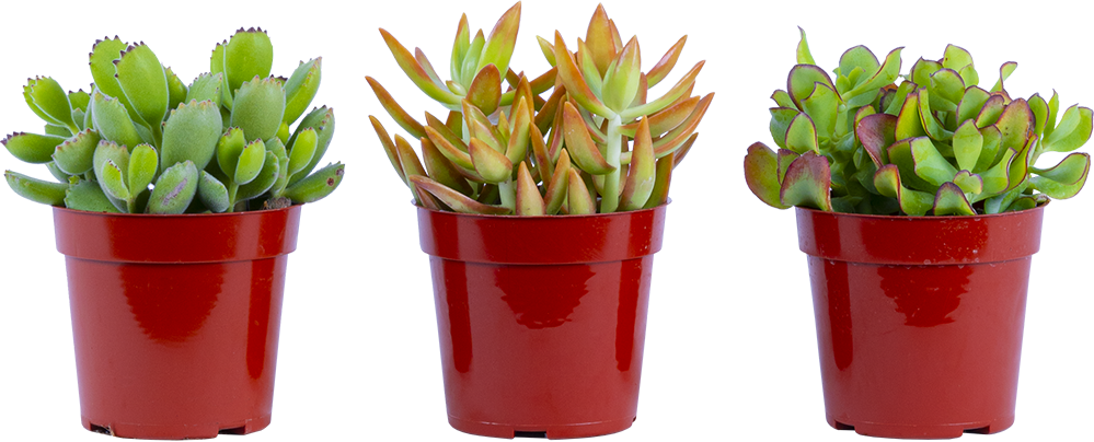 Succulent Trio - Assorted (S)