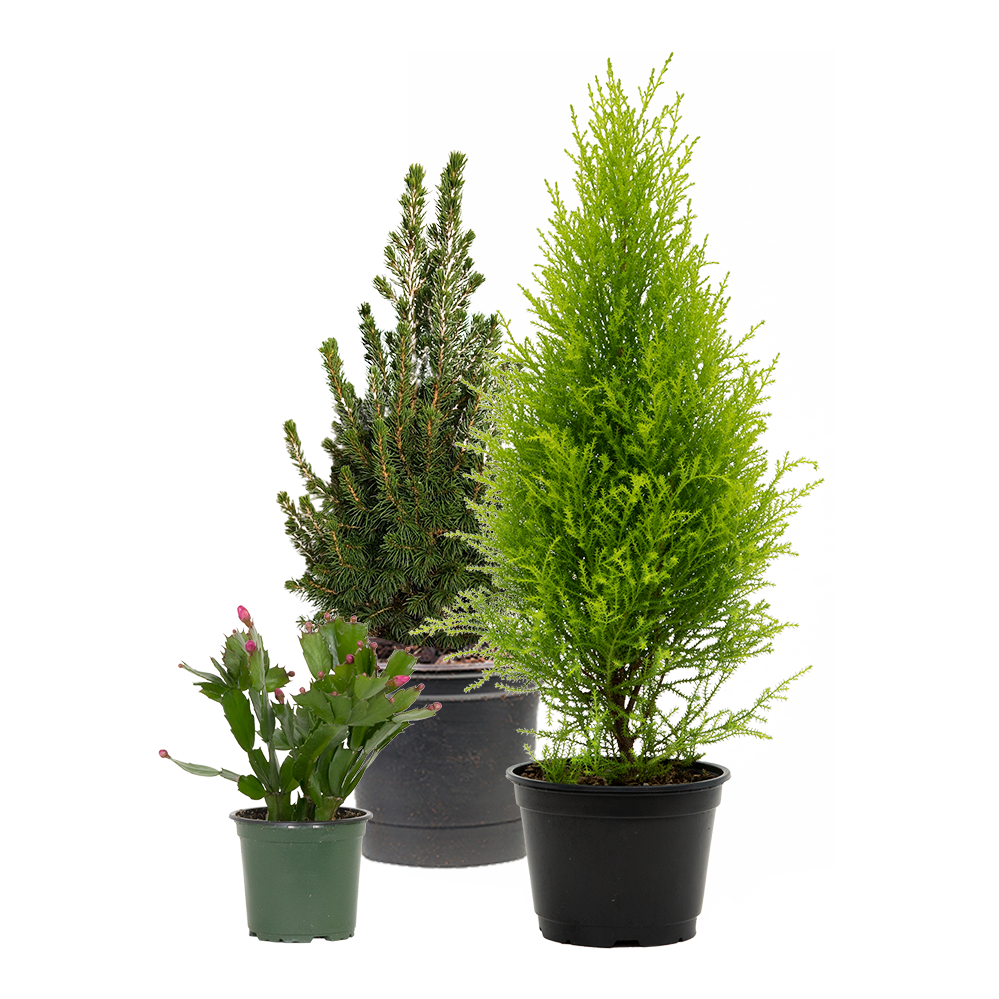 Sugar n’ Spruce