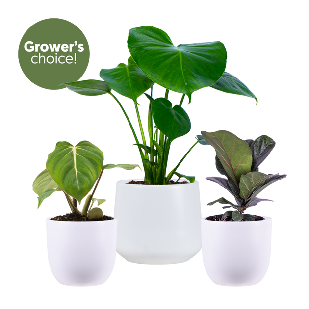 plant pot trio Tabletop Trio (White Pots) | Exclusive Bundle