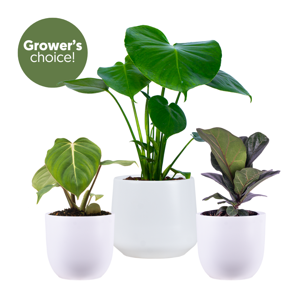 Tabletop Trio (White Pots)