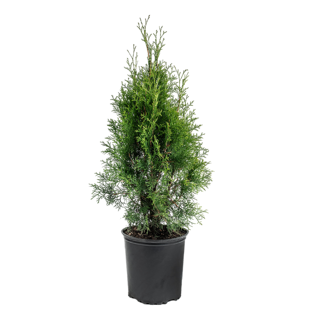 Thuja Occidentalis Smaragd