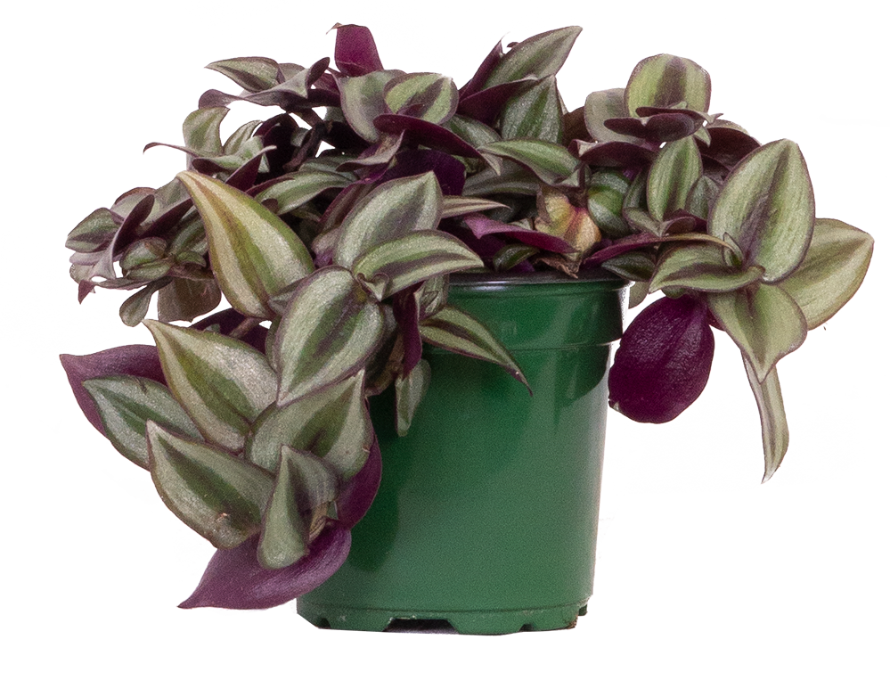 Tradescantia Zebrina | Wandering Plant (S)