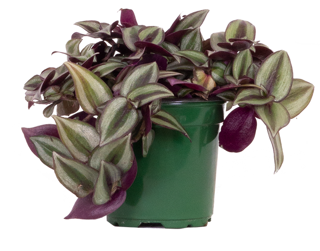 wandering succulent Tradescantia Zebrina | Wandering Plant | 4" Pot | Easy Care Houseplant