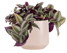 Tradescantia Zebrina | Wandering Plant (S)
