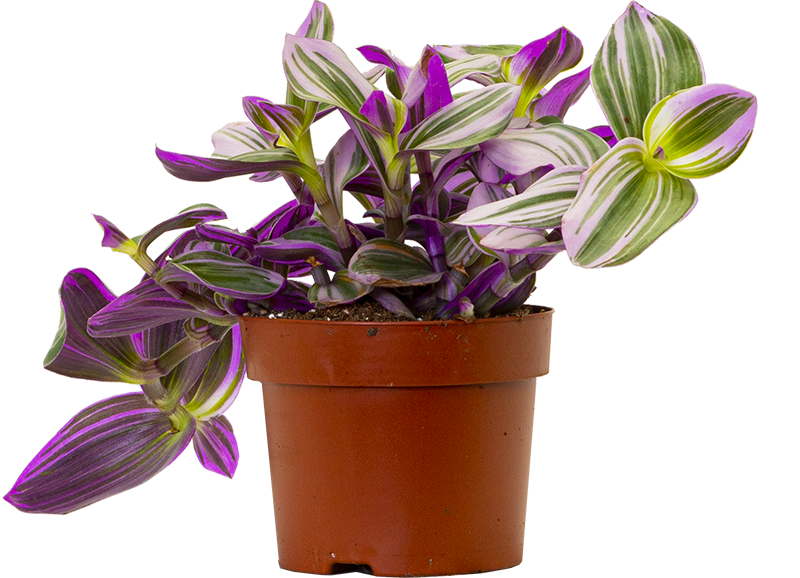 Tradescantia Nanouk (M)