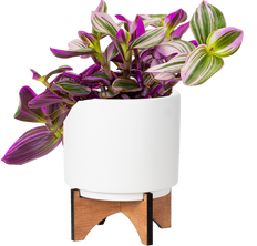 Tradescantia Nanouk (M)