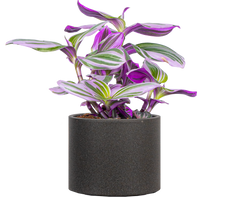 Tradescantia Nanouk (S)