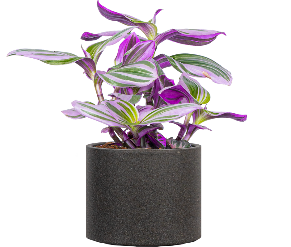 Tradescantia Nanouk (S)