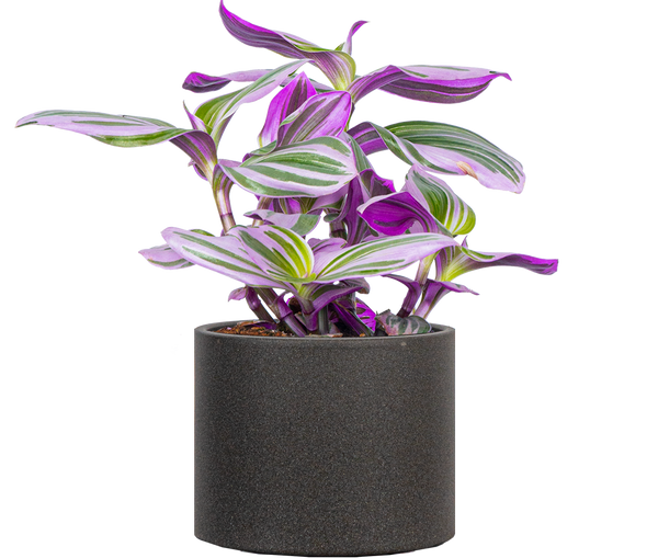 tradescantia nanouk potting mix Tradescantia Nanouk | 4