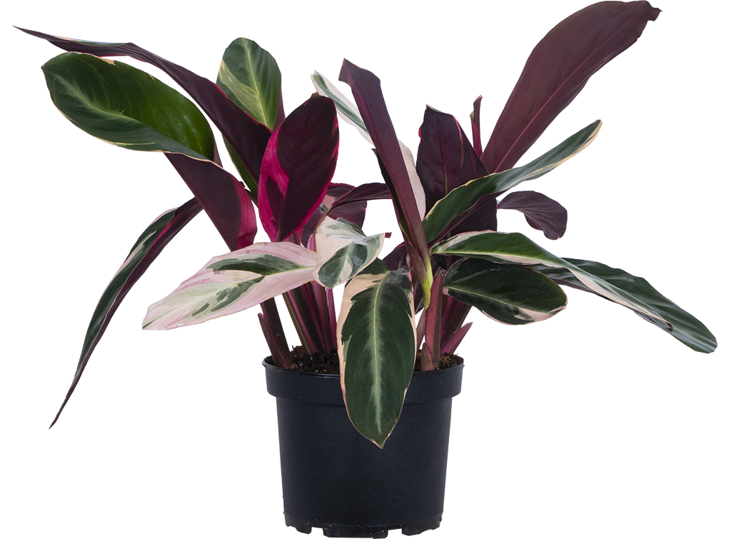 Stromanthe Triostar (M)