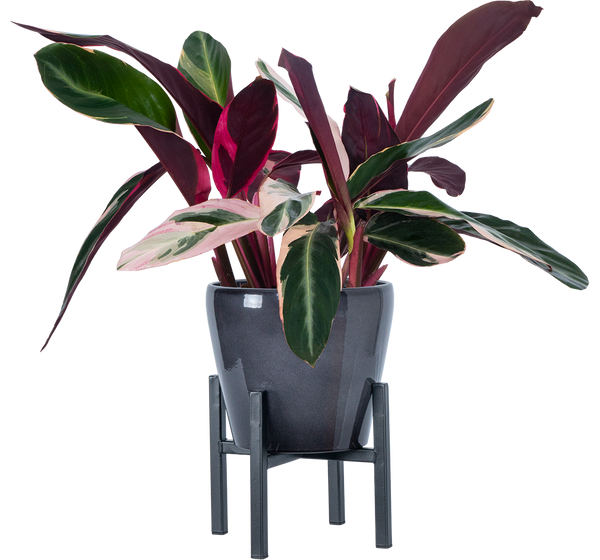 Stromanthe Triostar | 6