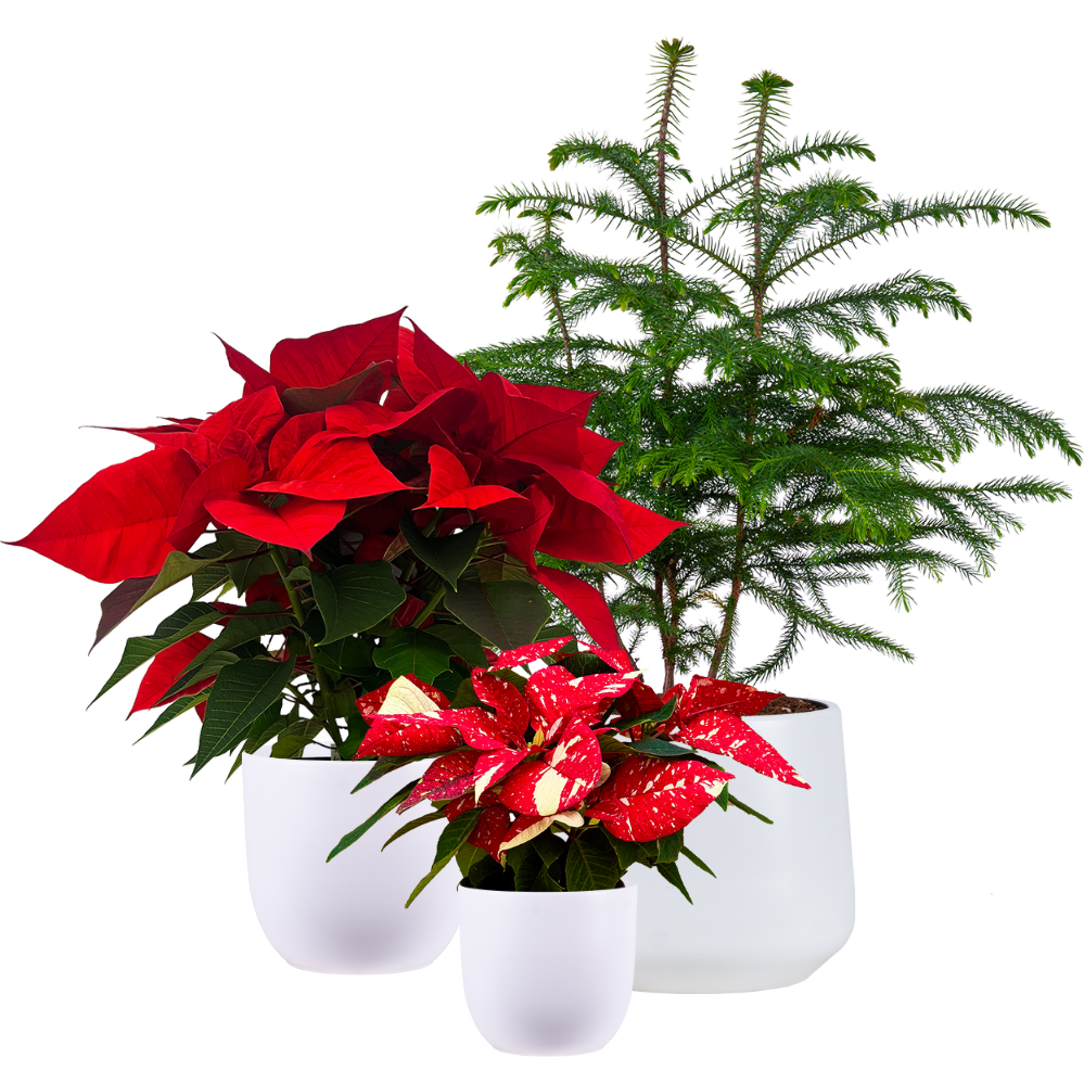 Holiday Cheermeister Bundle