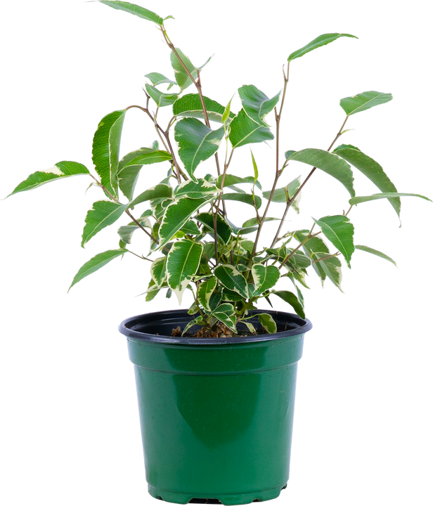 Variegated Ficus Benjamina | Weeping Fig (S)