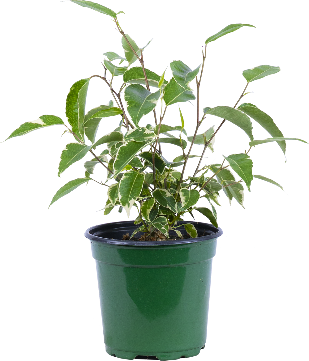 Variegated Ficus Benjamina | Weeping Fig (S)