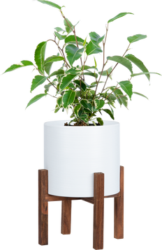 Variegated Ficus Benjamina | Weeping Fig (S)