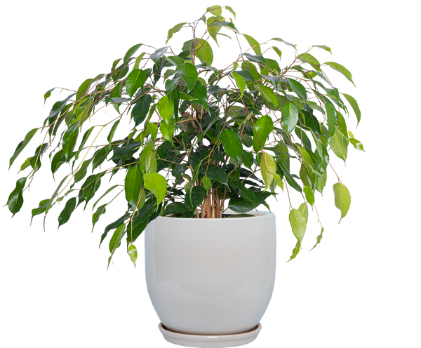 weeping fig indoor plant for sale Ficus Benjamina | Weeping Fig | 8" Pot | Houseplant