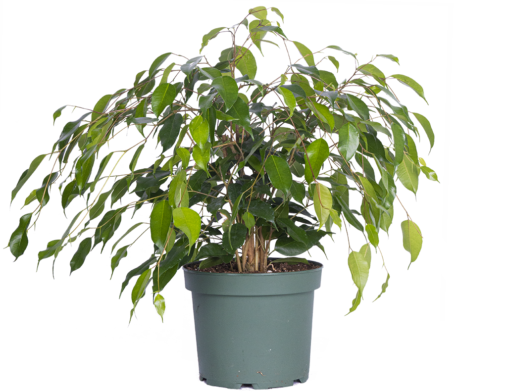 Ficus Benjamina Weeping Fig