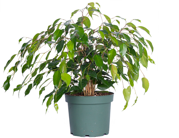 weeping house plants Ficus Benjamina | Weeping Fig | 8" Pot | Houseplant