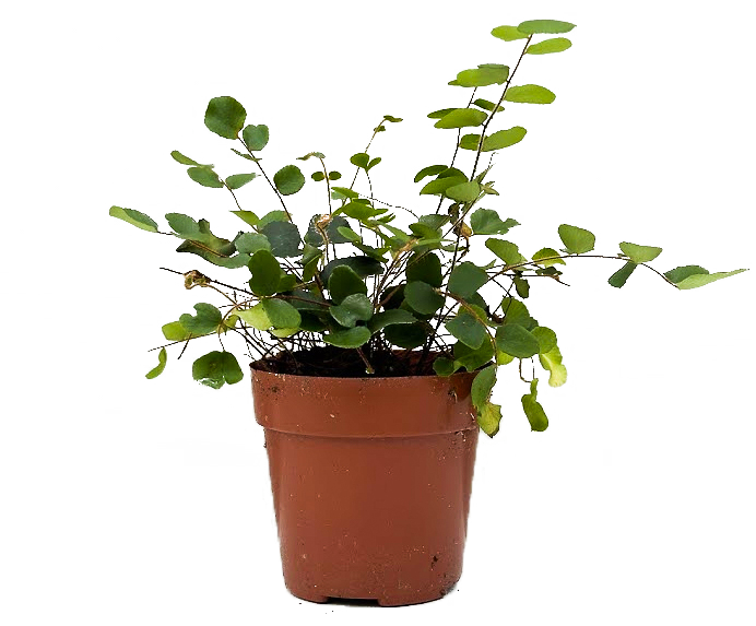 Pellaea Rotundifolia | Button Fern (XS)