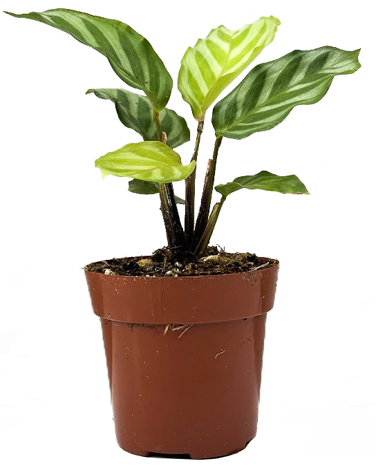 Calathea Freddie (XS)