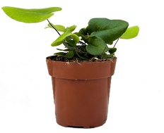 philodendron hybrid red king Philodendron Red King | 2.5" Pot | Houseplant