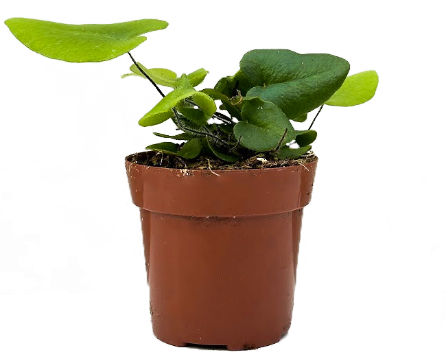 Hemionitis Arifolia | Heart Fern (XS)