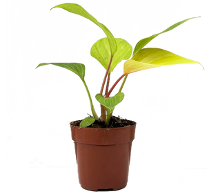 is homalomena a philodendron Homalomena Sunshine Gem (XS) | 2.5" Pot | Houseplant