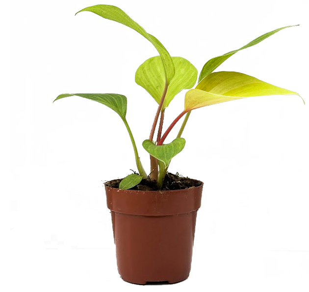 Homalomena Sunshine Gem (XS) | 2.5 Homalomena Sunshine Gem (XS) | 2.5