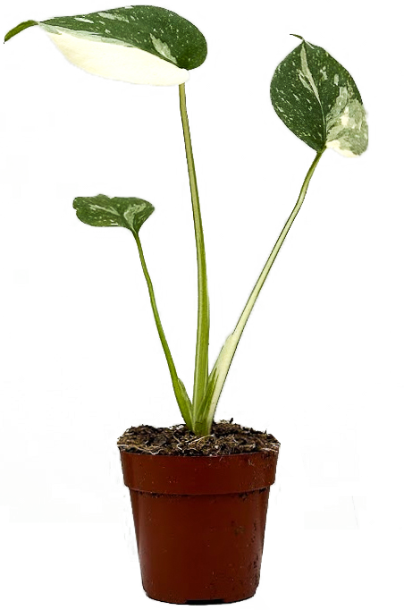 Thai Constellation Monstera Deliciosa (XS) | Variegated Swiss Cheese Plant