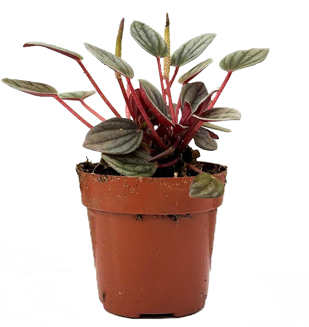 Peperomia Santorini (XS)