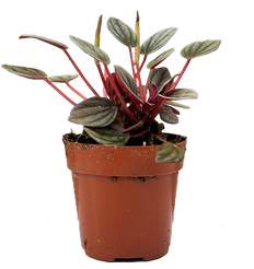 Peperomia Santorini (XS)