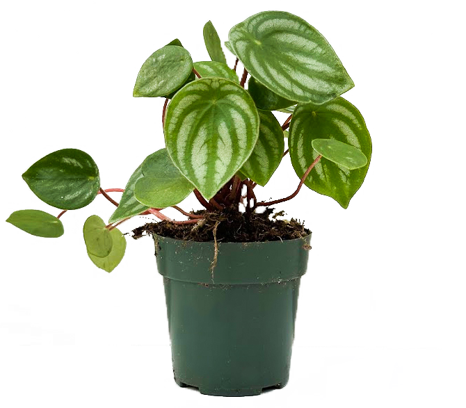 Peperomia Argyreia (XS) | Watermelon Plant