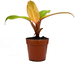 philodendron quad color Philodendron Quad Color | 2.5