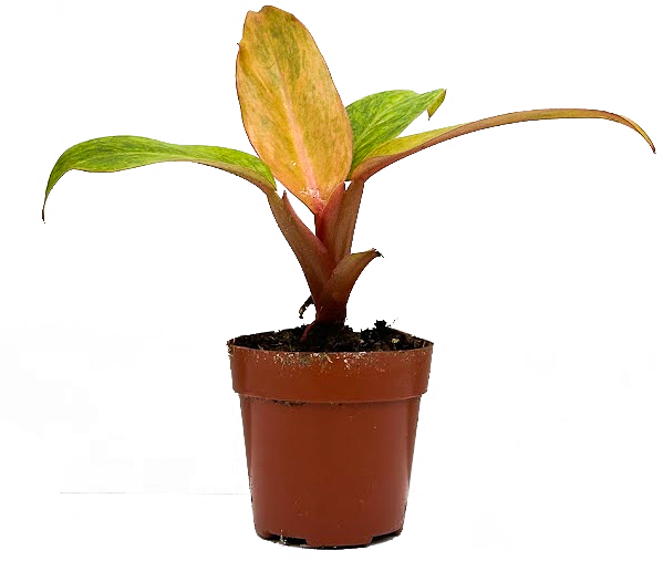 philodendron quad color Philodendron Quad Color (XS)