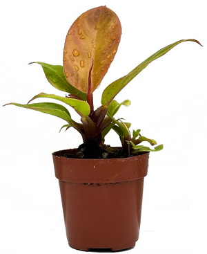 philodendron hybrid red king Philodendron Red King (XS)