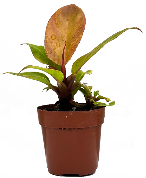 king philodendron Philodendron Red King (XS)